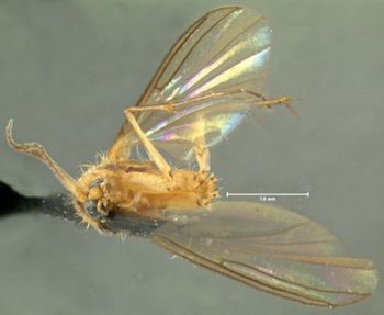 Media type: image;   Entomology 27263 Aspect: habitus ventral view